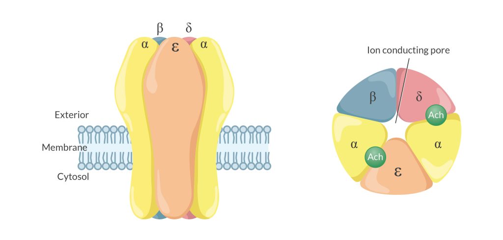 train-of-four blocker ACh receptor