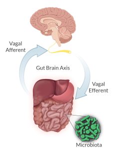 Diagram showing how the vagus nerve plays a role in the gut-brain axis. 