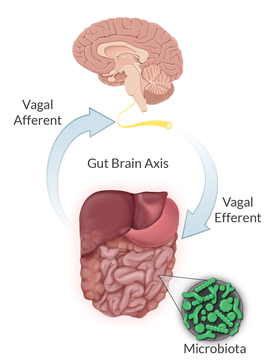 Transcutaneously Vagus Nerve Stimulation Can Have Positive Health Benefits
