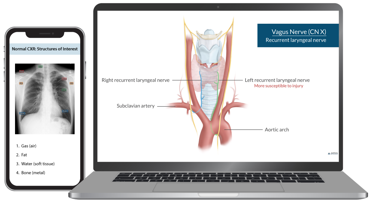 A visual illustration of the vagus nerve on a latop screen