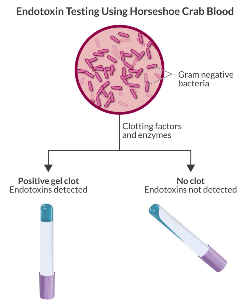 Graphic showing how gram negative bacteria, clotting factors, and enzymes goes into finding a positive gel clot or no clot when testing for endotoxins.