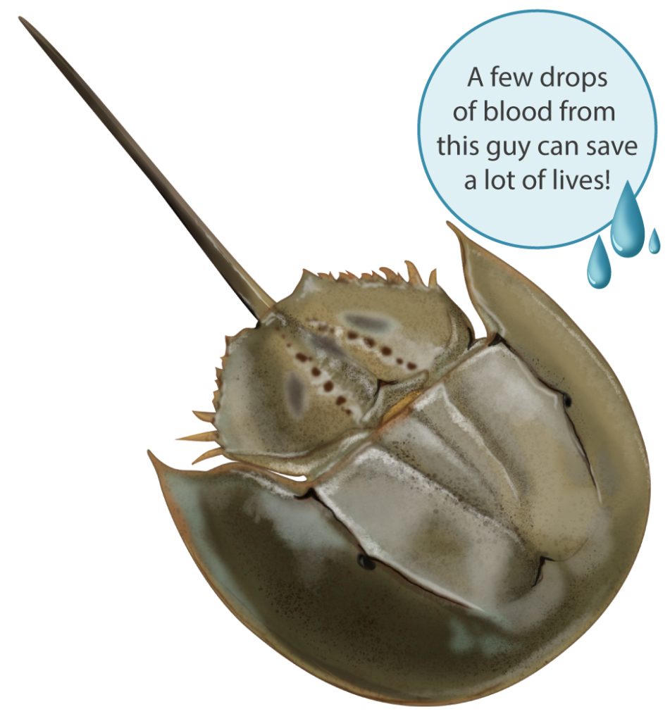 Rendering of a horseshoe crab explaining that a few drops of blood from this guy can save a lot of lives!