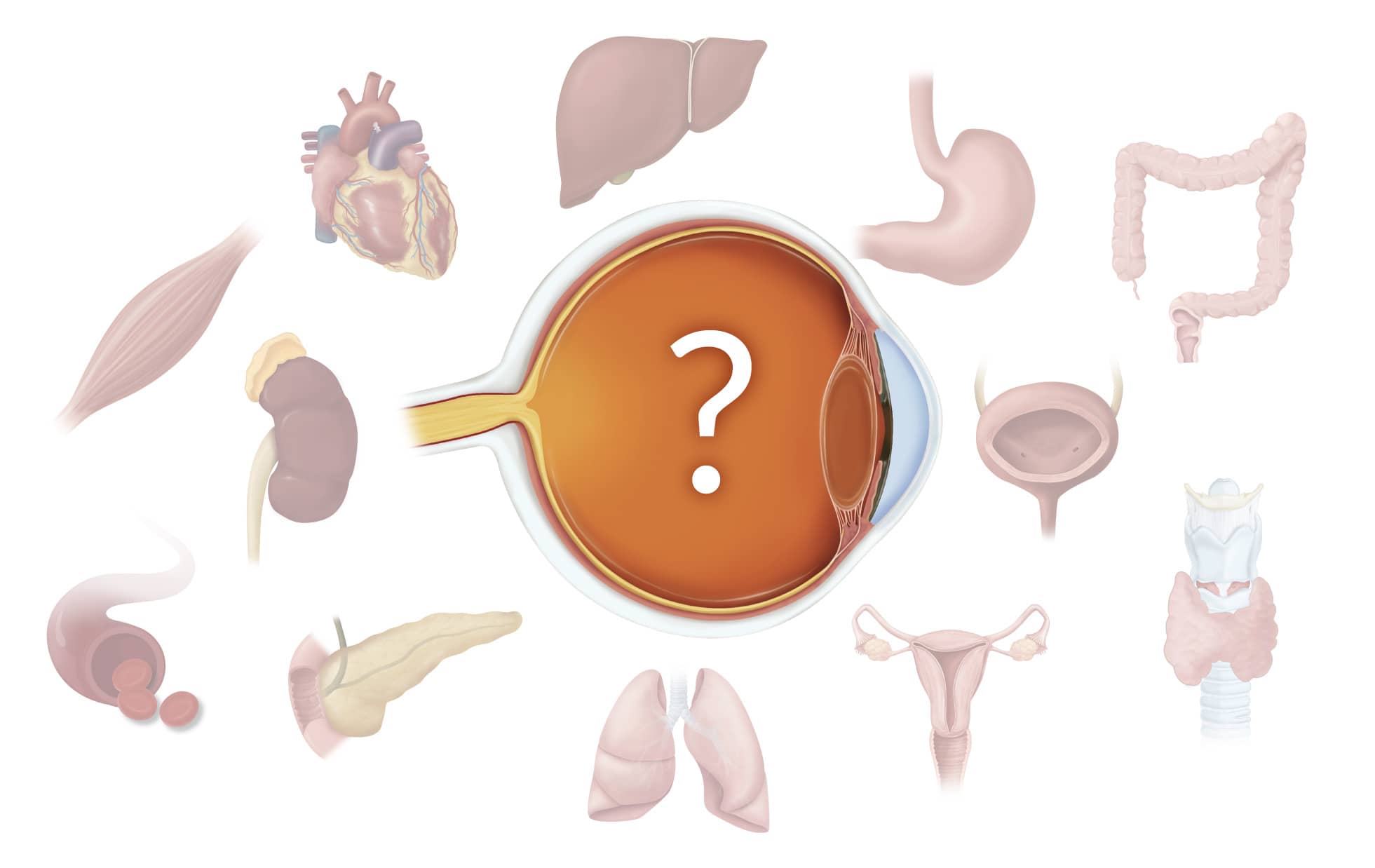 anatomy of an eye