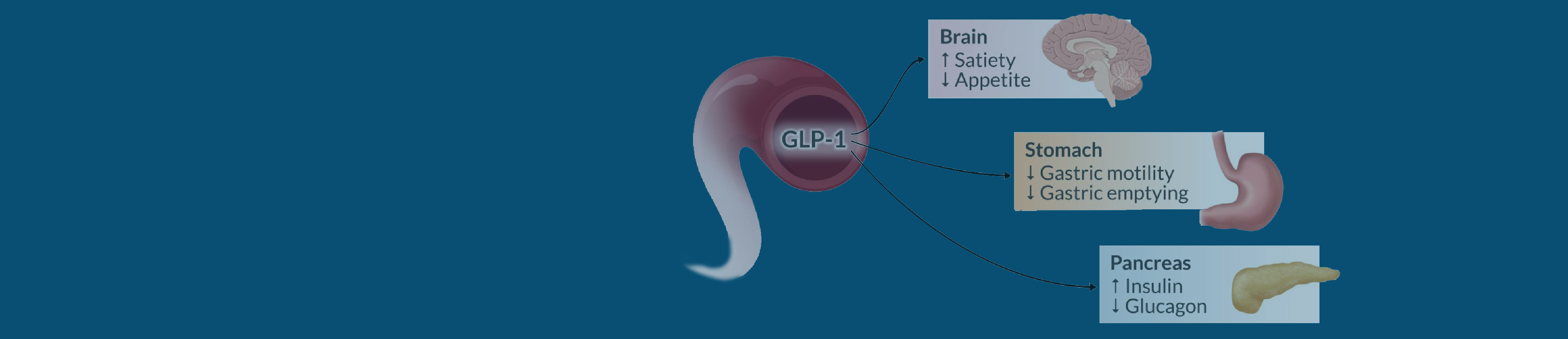 Illustration showing the effects of GLP-1 on different organs: increases satiety in the brain, reduces gastric motility in the stomach, and boosts insulin in the pancreas.